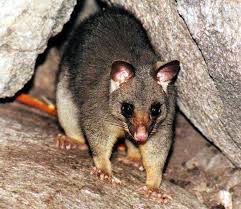 Possum Stew