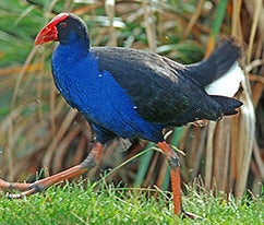 Pukeko Stew
